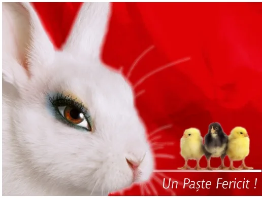 Vederi și felicitări, exemplu 11 din portofoliul FOCUS